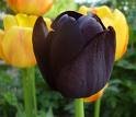 1673 | 05 | ТРАВЕНЬ | 05 травня 1673 року. Корнеліус і Роза Барль одержали премію за виведений ними чорний тюльпан