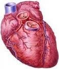 1953 | 05 | ТРАВЕНЬ | 06 травня 1953 року. Хірург Джон ГІБОН з Філадельфії вперше успішно застосував апарат «штучне серця-легені»