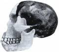 1953 | 09 | ВЕРЕСЕНЬ | 21 вересня 1953 року.  У. ЛЕ Грос Кларк і інші вчені доводять, що череп 