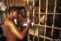 1985 | 05 | ТРАВЕНЬ | 27 травня 1985 року. Зеки однієї із бразильських в'язниць, протестуючи проти їхньої перенаселеності, по