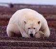 1905 | 02 | ЛЮТИЙ | 05 лютого 1905 року. У зоопарку Чикаго загинув білий ведмідь.