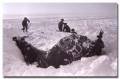 1938 | 02 | ЛЮТИЙ | 19 лютого 1938 року. Завершено роботу першої у світі дрейфуючої науково-дослідної станції «Північний полюс — 1».