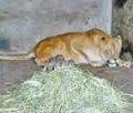 1961 | 01 | СІЧЕНЬ | 24 січня 1961 року. У Кенії виявлена мертвою левиця Ельза - героїня книги Джой АДАМСОН «Народжена вільною».