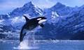 1986 | 02 | ЛЮТИЙ | 19 лютого 1986 року. З 1986 року після введення заборони полювання на китів 19 лютого відзначається як Всесвітній