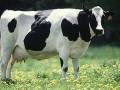 1991 | 03 | БЕРЕЗЕНЬ | 28 березня 1991 року. Англійські вчені пророчили, що до кінця десятиліття «коров'ячий сказ» може стати