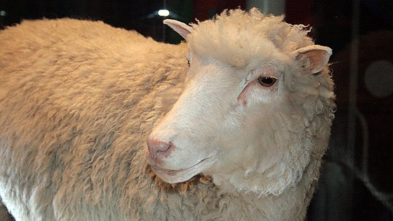 14 лютого 2003 року. Померла клонована вівця ДОЛЛІ.