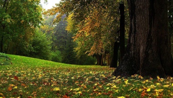 День працівників лісу