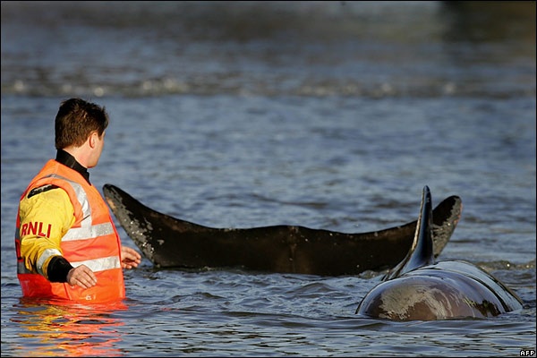 20 січня 2006 року. У Темзі майже біля стін парламенту був виявлений заплилий під час припливу кит.