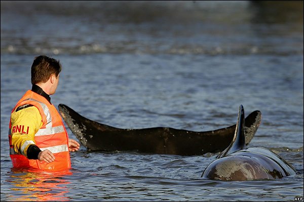 20 січня 2006 року. У Темзі майже біля стін парламенту був виявлений заплилий під час припливу кит.
